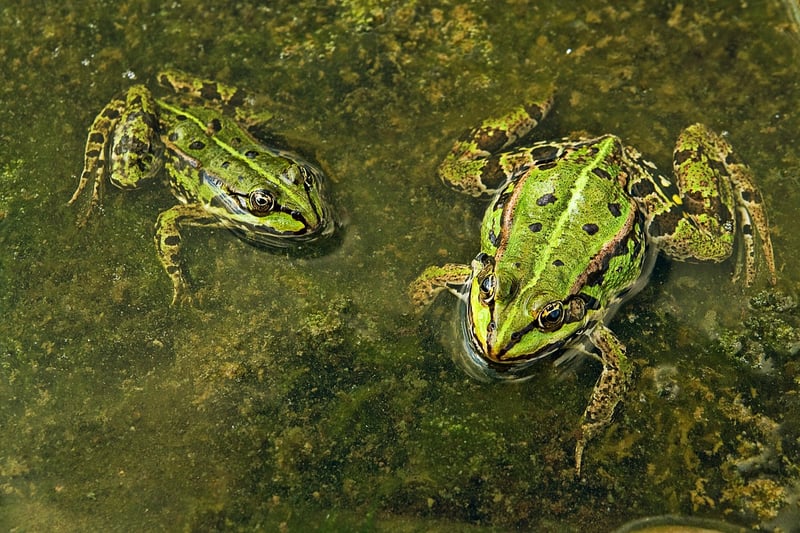 Green Creations
