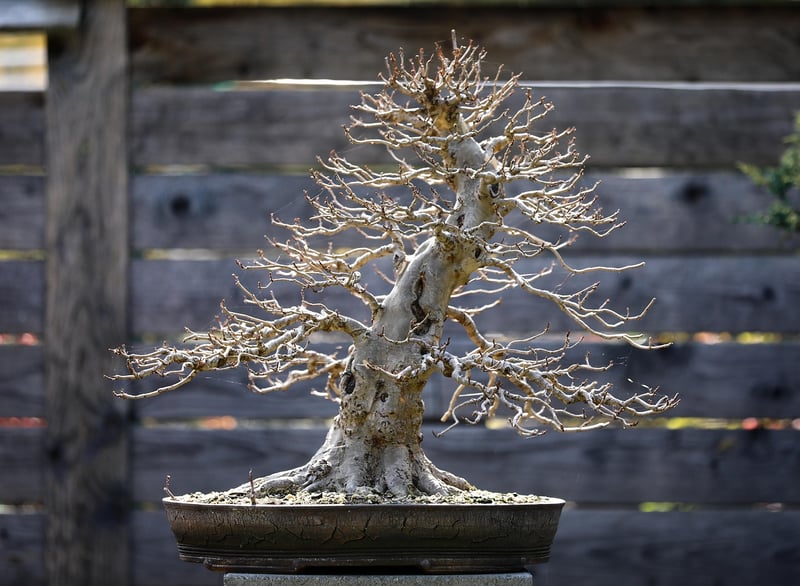 Sculpted Plants
